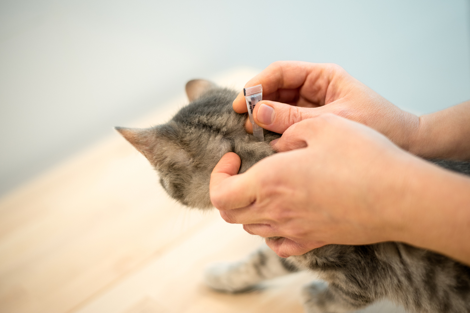 Body Part, Finger, Hand, Person, Animal, Cat, Kitten, Mammal, Pet