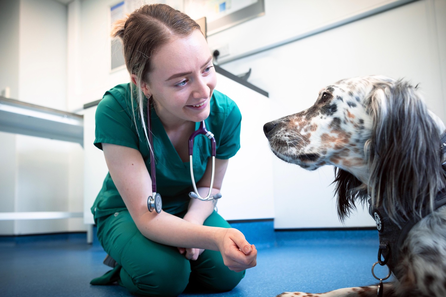 Doctor, Person, Adult, Female, Woman, Dog, Pet, Veterinarian, Face, Head