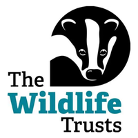 Animal, Wildlife, Badger, Mammal, Smoke Pipe