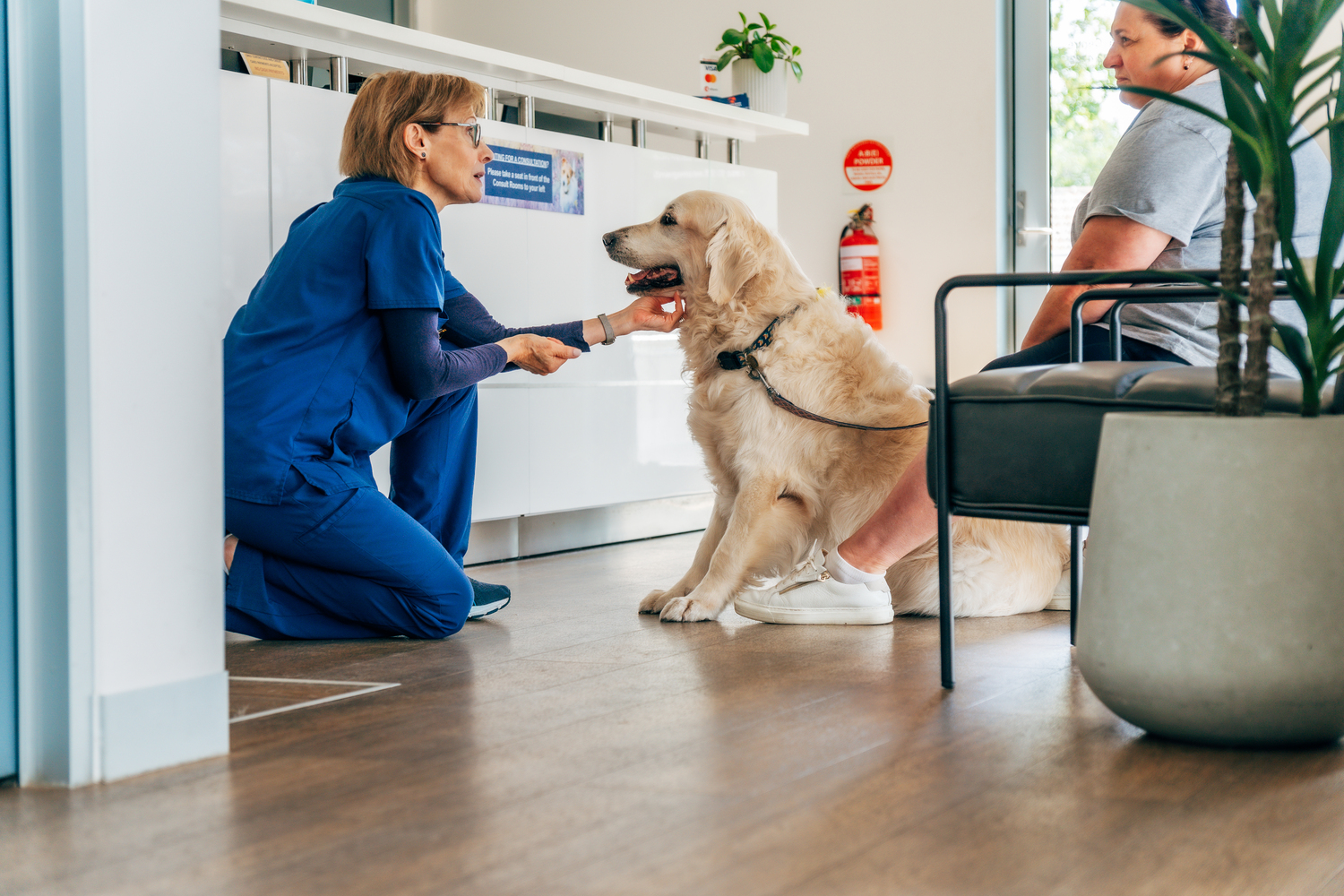 Adult, Female, Person, Woman, Male, Man, Bracelet, Dog, Plant, Doctor