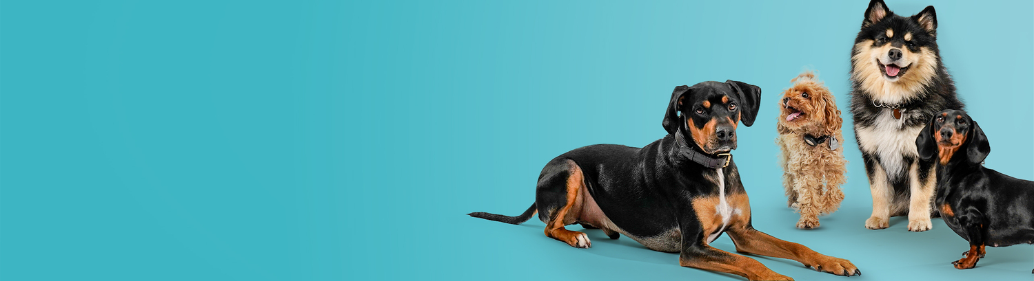 Animal, Canine, Dog, Mammal, Pet, German Shepherd, Hound