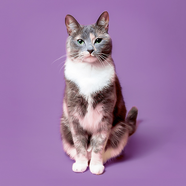 Animal, Cat, Mammal, Manx, Pet, Kitten