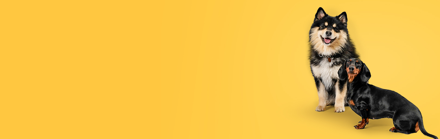 Animal, Canine, Dog, Husky, Mammal, Pet, Puppy