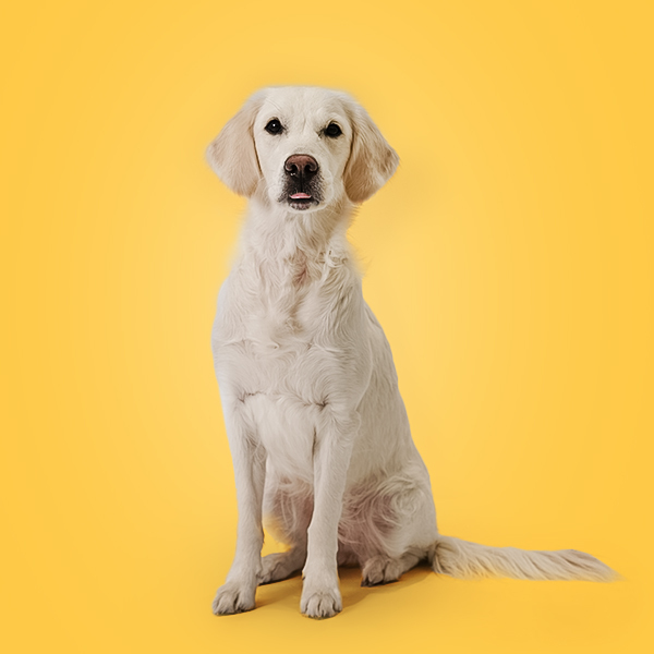 Animal, Canine, Dog, Mammal, Pet, White Dog, Puppy, Labrador Retriever, Golden Retriever