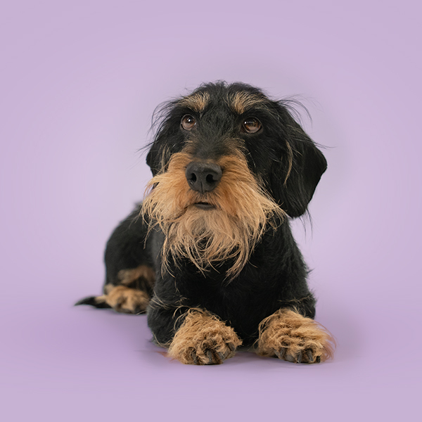 Animal, Canine, Dog, Mammal, Pet, Puppy, Terrier