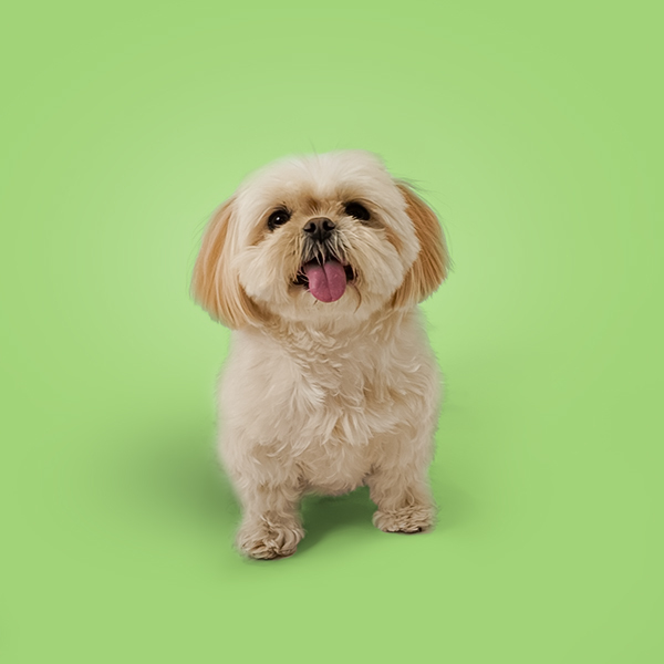 Animal, Canine, Dog, Mammal, Pet, Puppy, White Dog