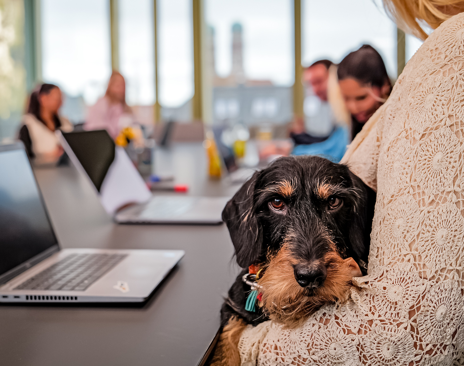 Computer, Electronics, Laptop, Pc, Dog, Couch, Adult, Male, Man, Person